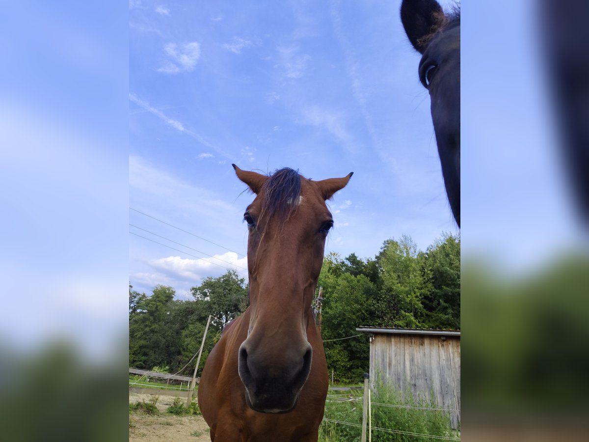 American Paint Horse Mare 21 years 14,2 hh Brown in Wetzawinkel