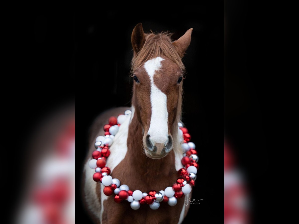 American Paint Horse Mix Mare 2 years 14.2 hh Tobiano-all-colors in Pesendorf