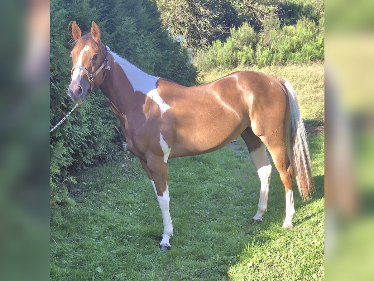 American Paint Horse Mare 2 years 15 hh Pinto in Kierspe