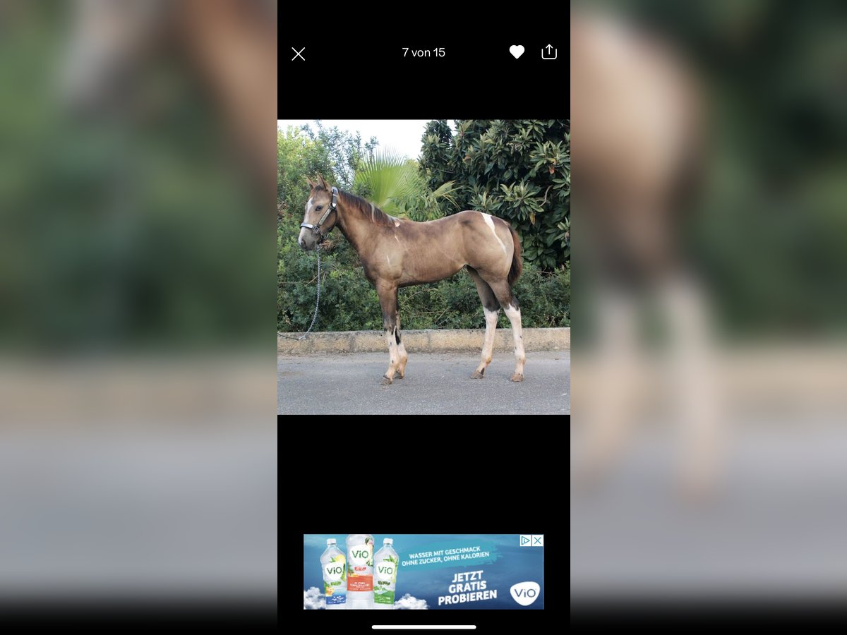 American Paint Horse Mare 2 years 15,1 hh Tobiano-all-colors in Steinsfeld