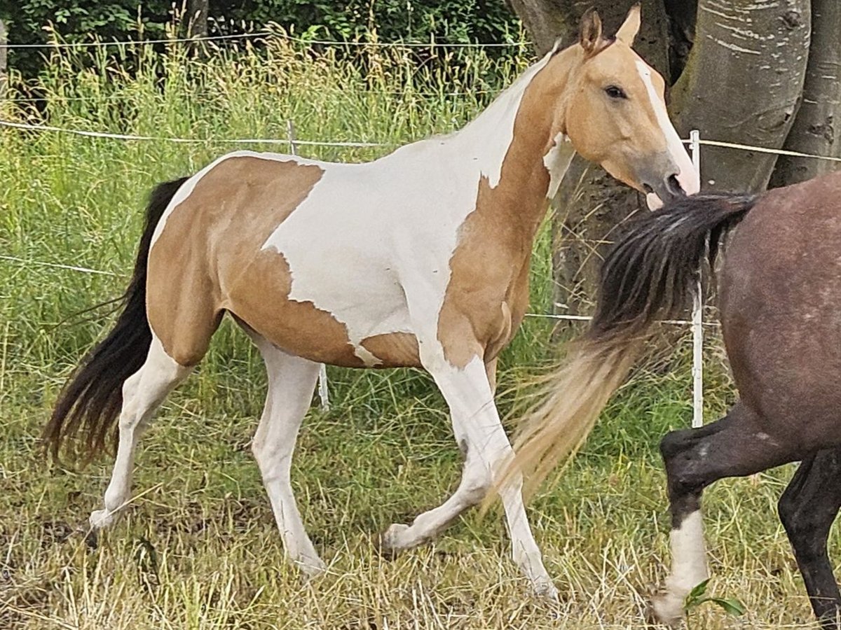 American Paint Horse Mare 3 years 14,2 hh Tobiano-all-colors in Eggenthal