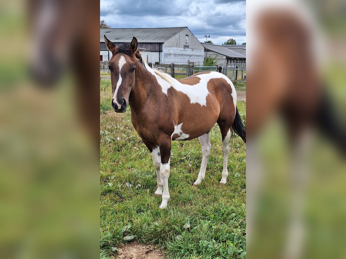 American Paint Horse Mare 3 years 15.1 hh Tobiano-all-colors in Gavere