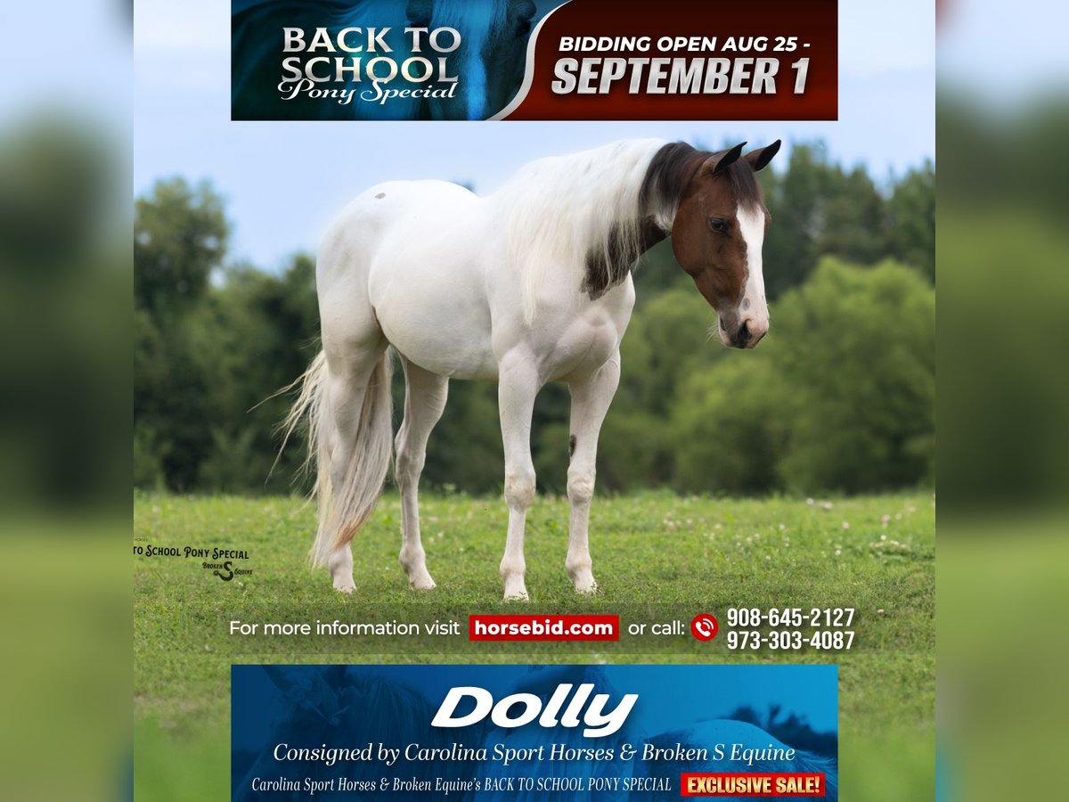 American Paint Horse Mare 4 years 13,2 hh Pinto in Clover