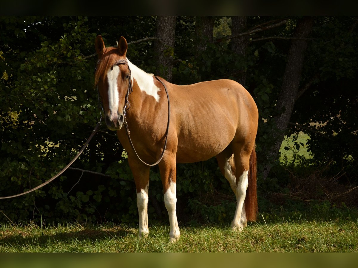 American Paint Horse Mare 4 years 14.1 hh Tobiano-all-colors in Bommert