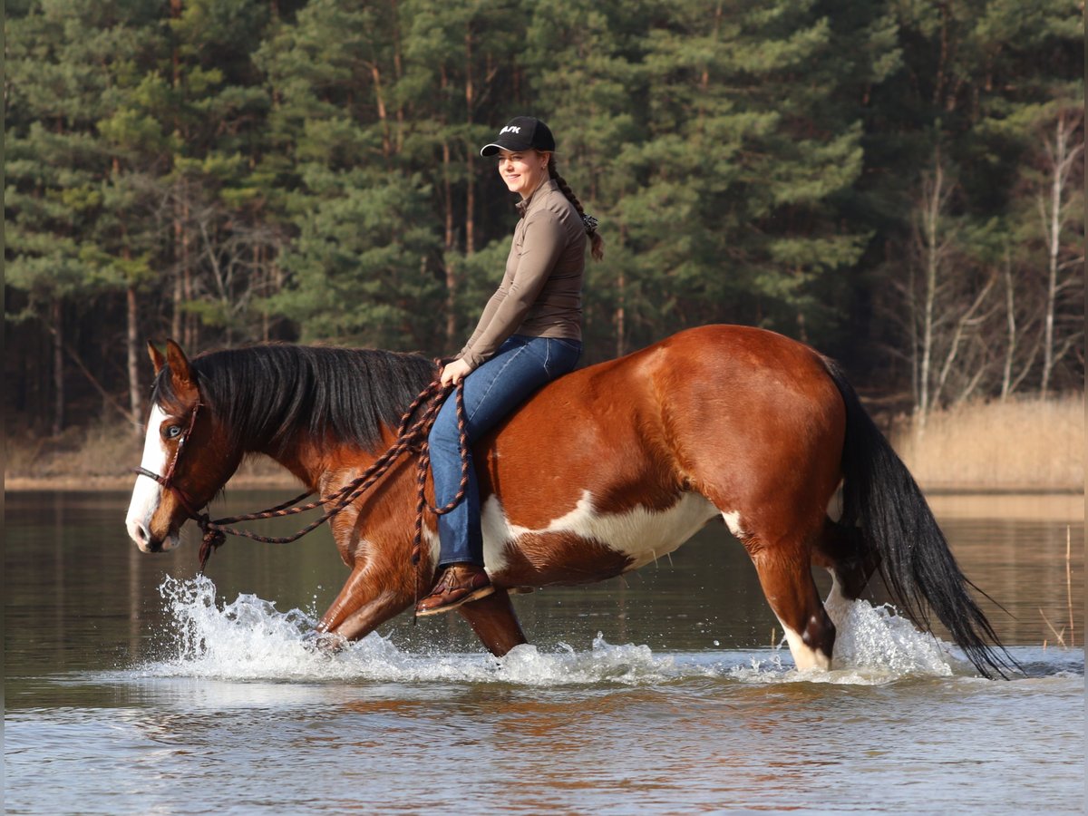 American Paint Horse Mix Mare 4 years 15.1 hh Tobiano-all-colors in Oberhausen