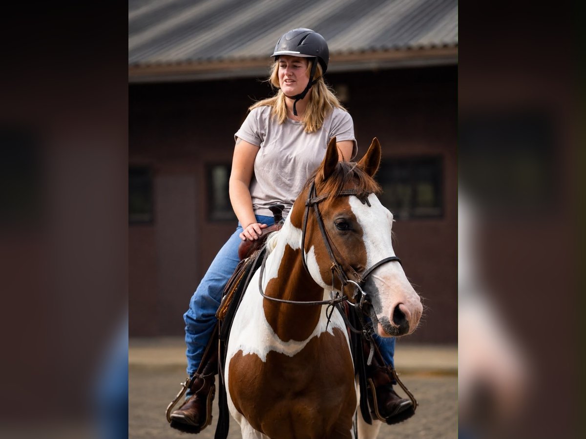 American Paint Horse Mare 5 years 14.2 hh Tobiano-all-colors in Scheemda