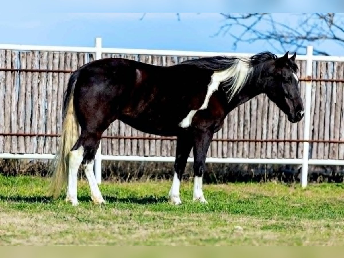 American Paint Horse Mare 5 years 14,1 hh Overo-all-colors in Weatherford Tx