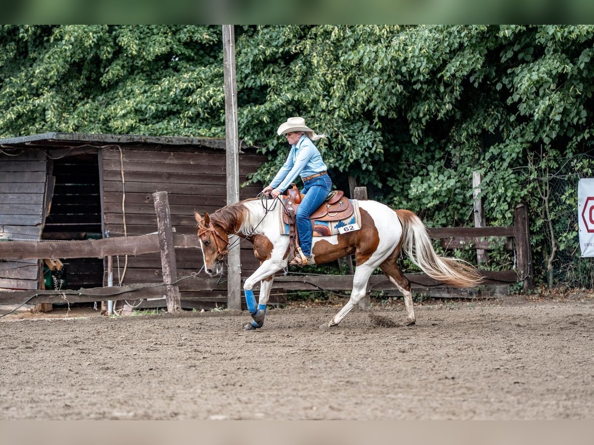 American Paint Horse Mare 5 years 15.1 hh Tobiano-all-colors in Bergkamen
