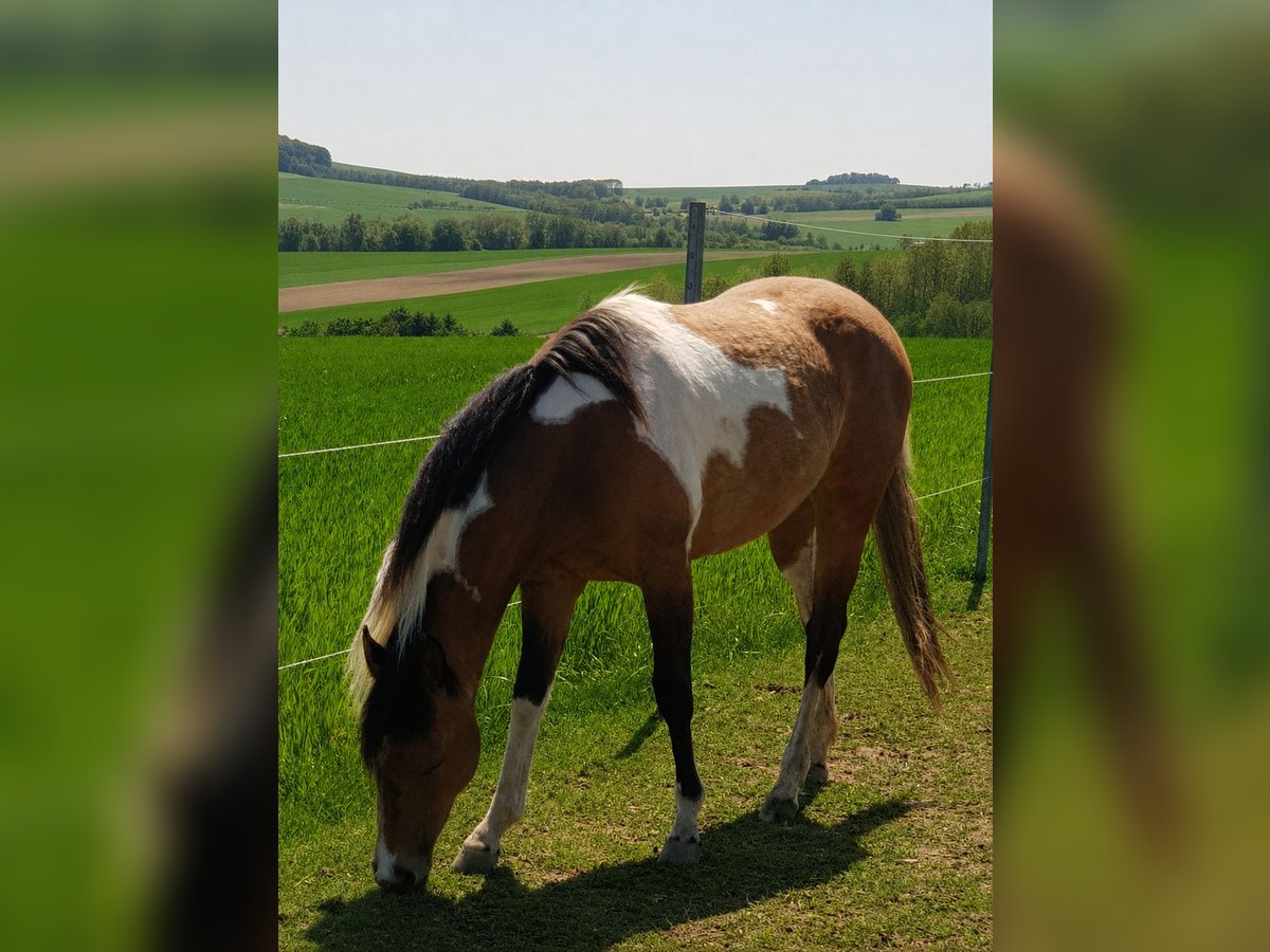 American Paint Horse Mare 5 years 15 hh Tobiano-all-colors in Weinern
