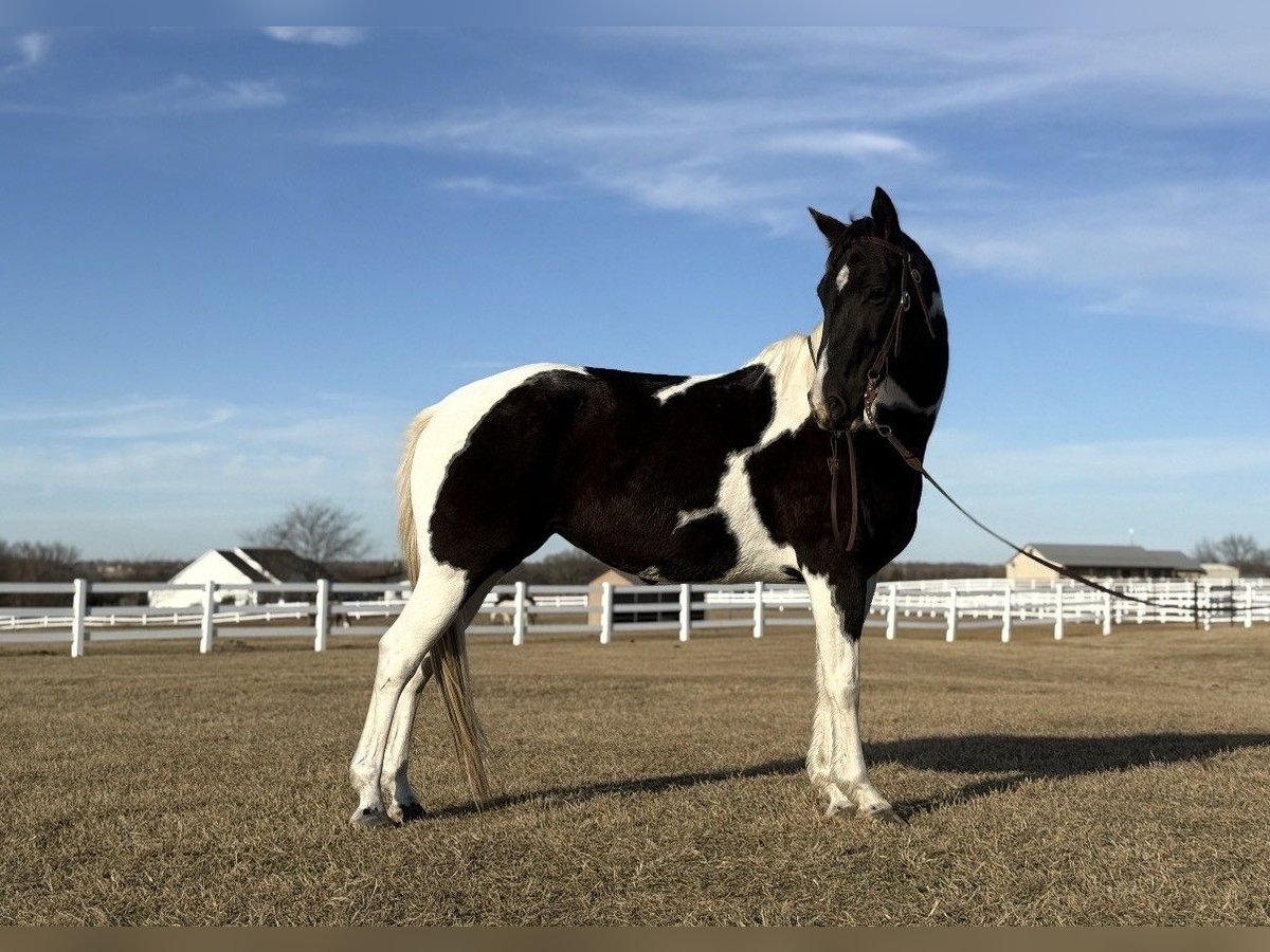 American Paint Horse Mare 7 years 14,3 hh Tobiano-all-colors in Mckinney