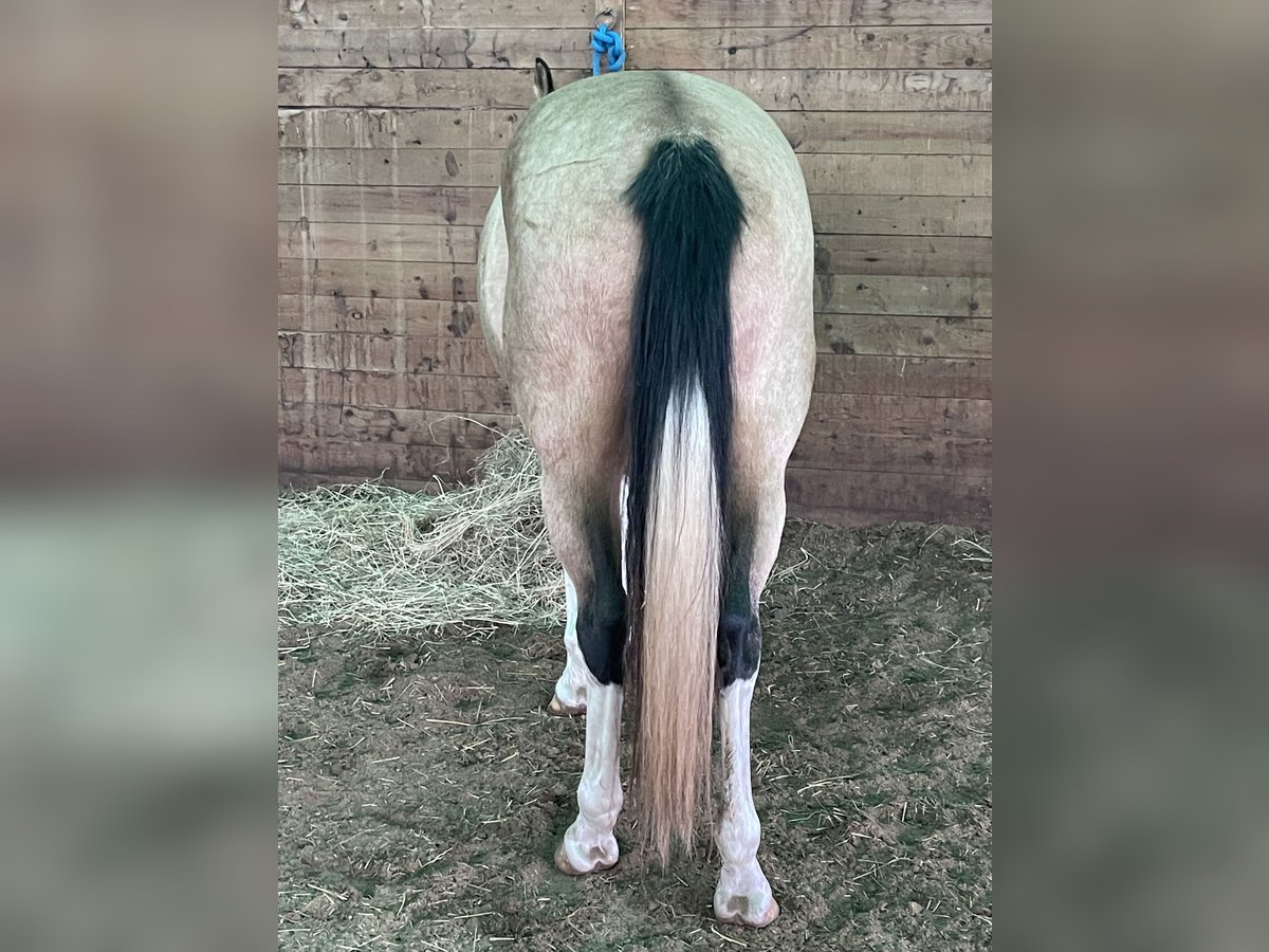 American Paint Horse Mare 7 years Overo-all-colors in Dundas, Ontario