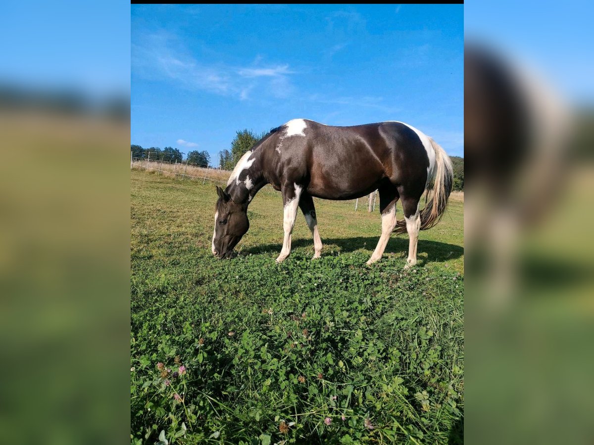 American Paint Horse Mare 8 years 14,1 hh Tobiano-all-colors in Hennef