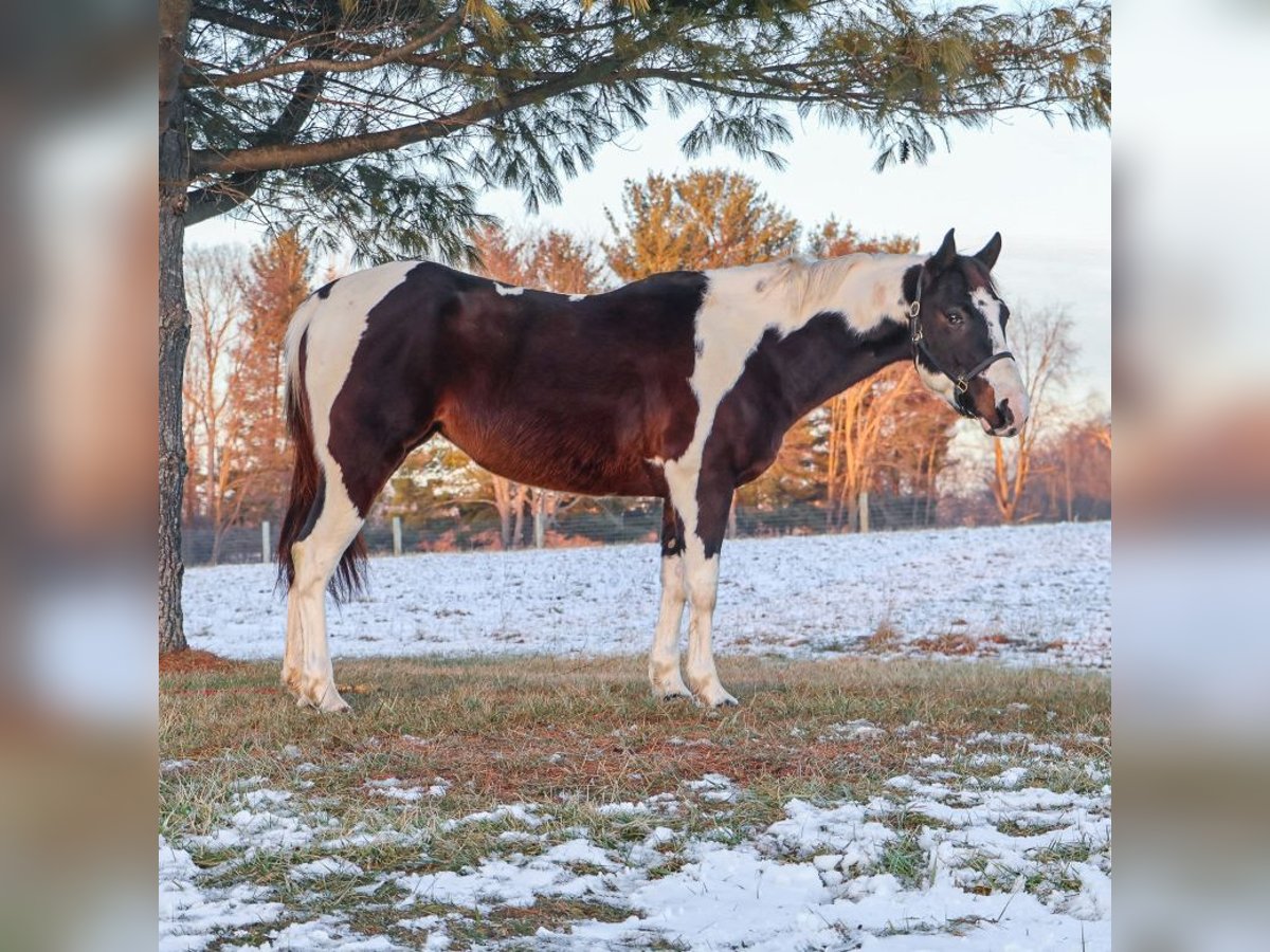 American Paint Horse Mare 8 years 14,2 hh Tobiano-all-colors in Howell