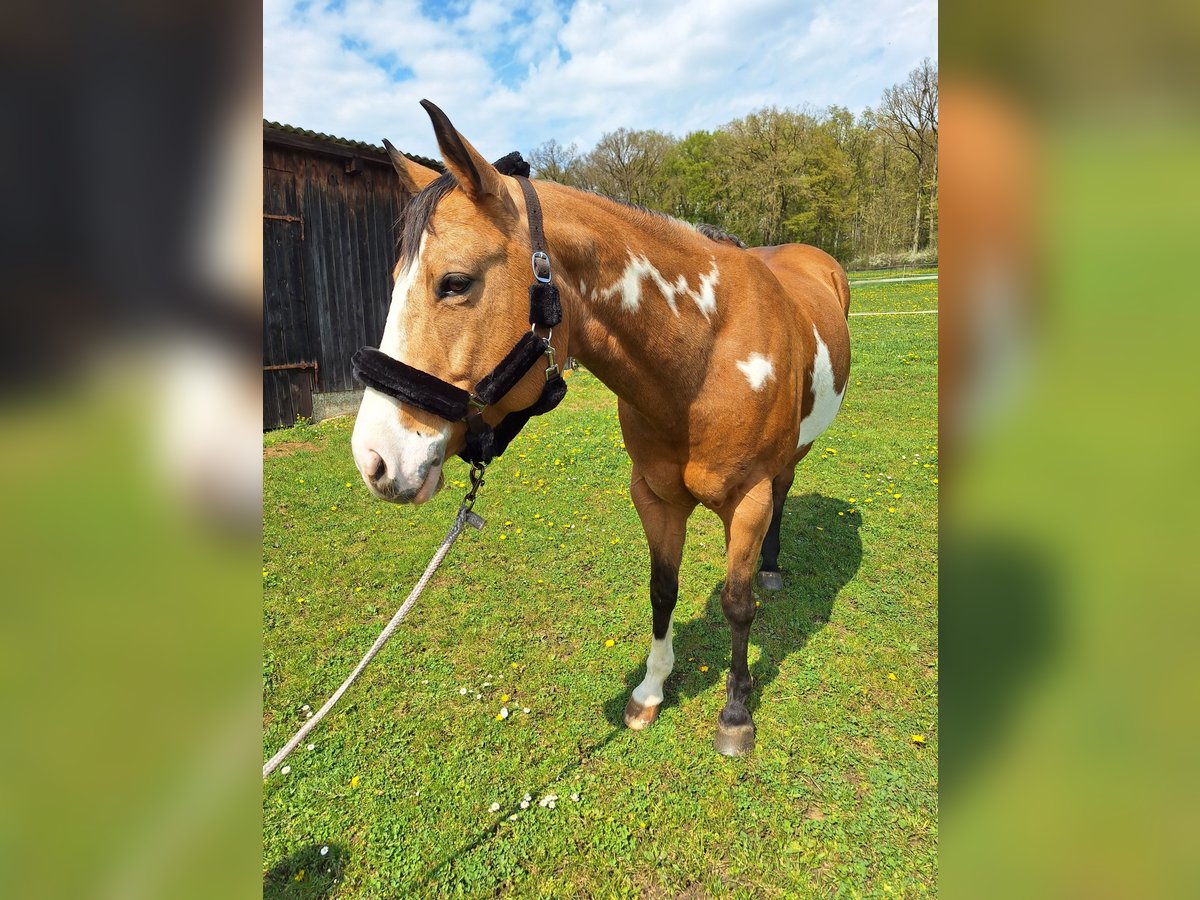 American Paint Horse Mare 8 years 15 hh Overo-all-colors in Bissingen