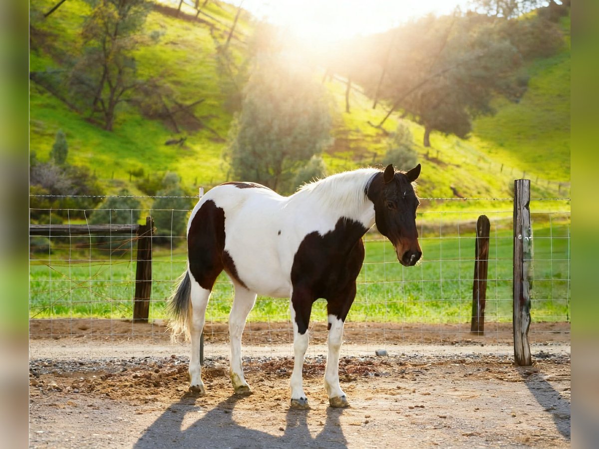 American Paint Horse Mare 9 years 14.3 hh Tobiano-all-colors in Tres Pinos