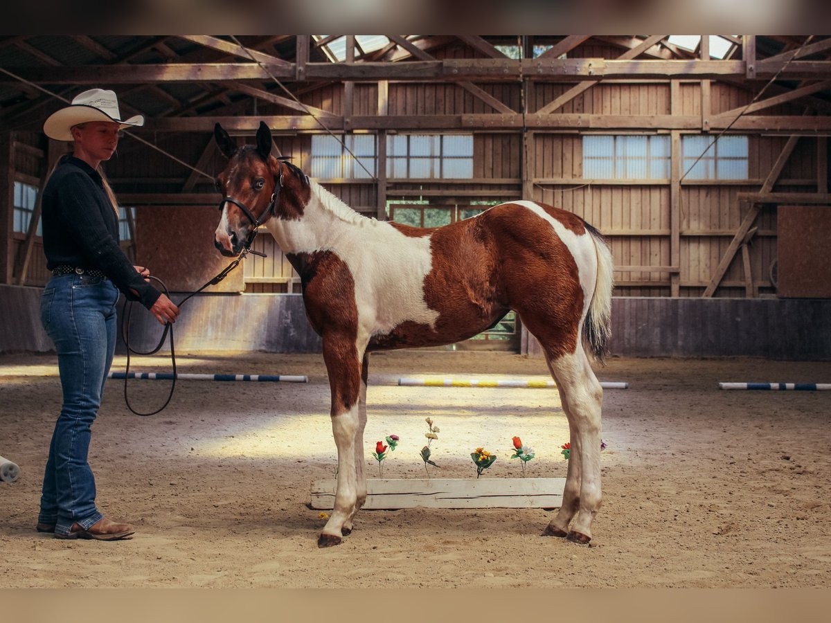 American Paint Horse Mare Foal (05/2026) 14.2 hh Tobiano-all-colors in Haldenwang
