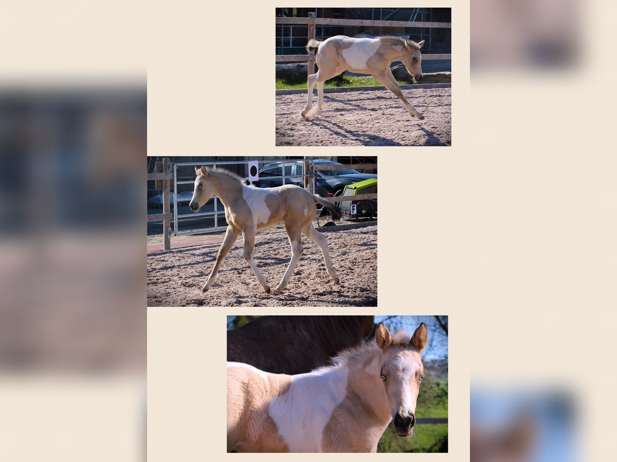American Paint Horse Mare Foal (02/2026) 14.3 hh Tobiano-all-colors in Oppenweiler
