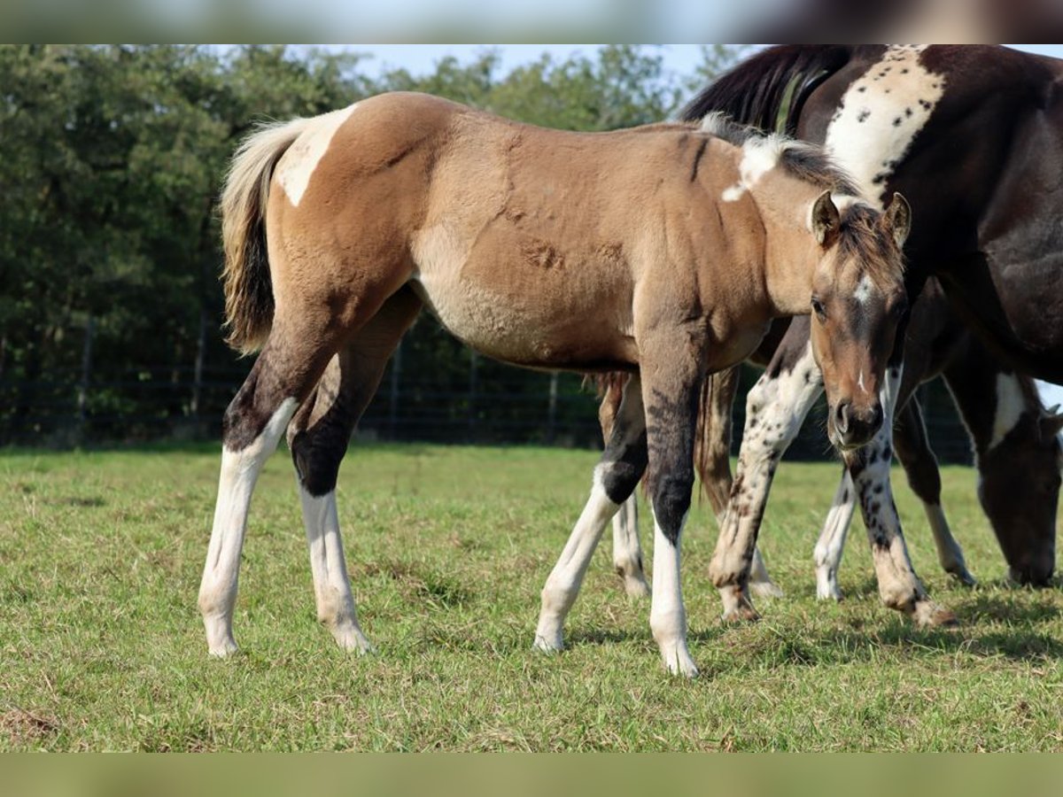 American Paint Horse Mare Foal (05/2025) 14,2 hh Tobiano-all-colors in Hellenthal
