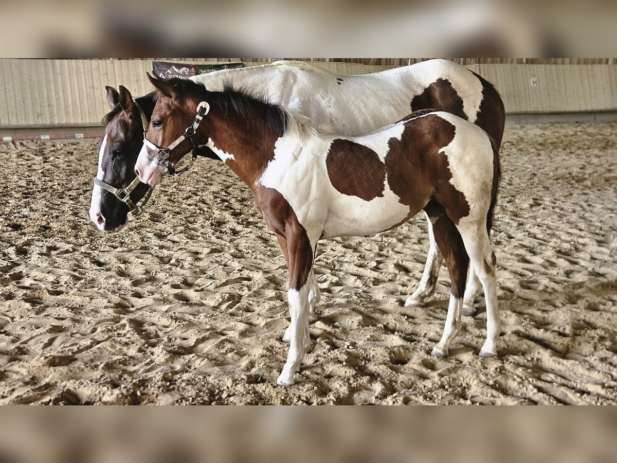 American Paint Horse Mare Foal (03/2026) 15.1 hh Tobiano-all-colors in Markdorf