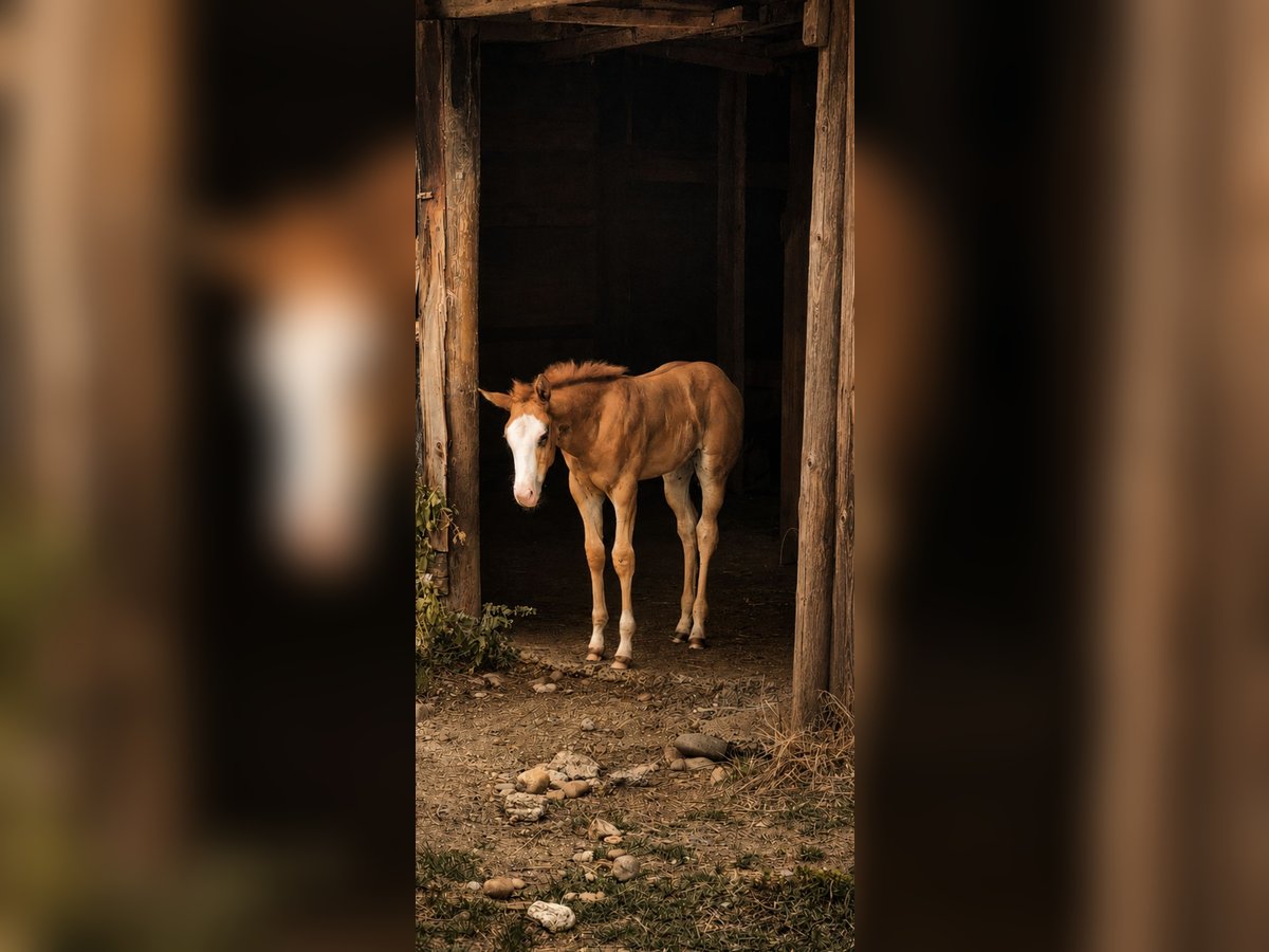 American Paint Horse Mare Foal (05/2026) 15 hh Overo-all-colors in Sonnay
