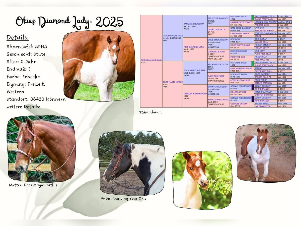 American Paint Horse Mare Foal (05/2025) 15 hh Pinto in K&#xF6;nnern