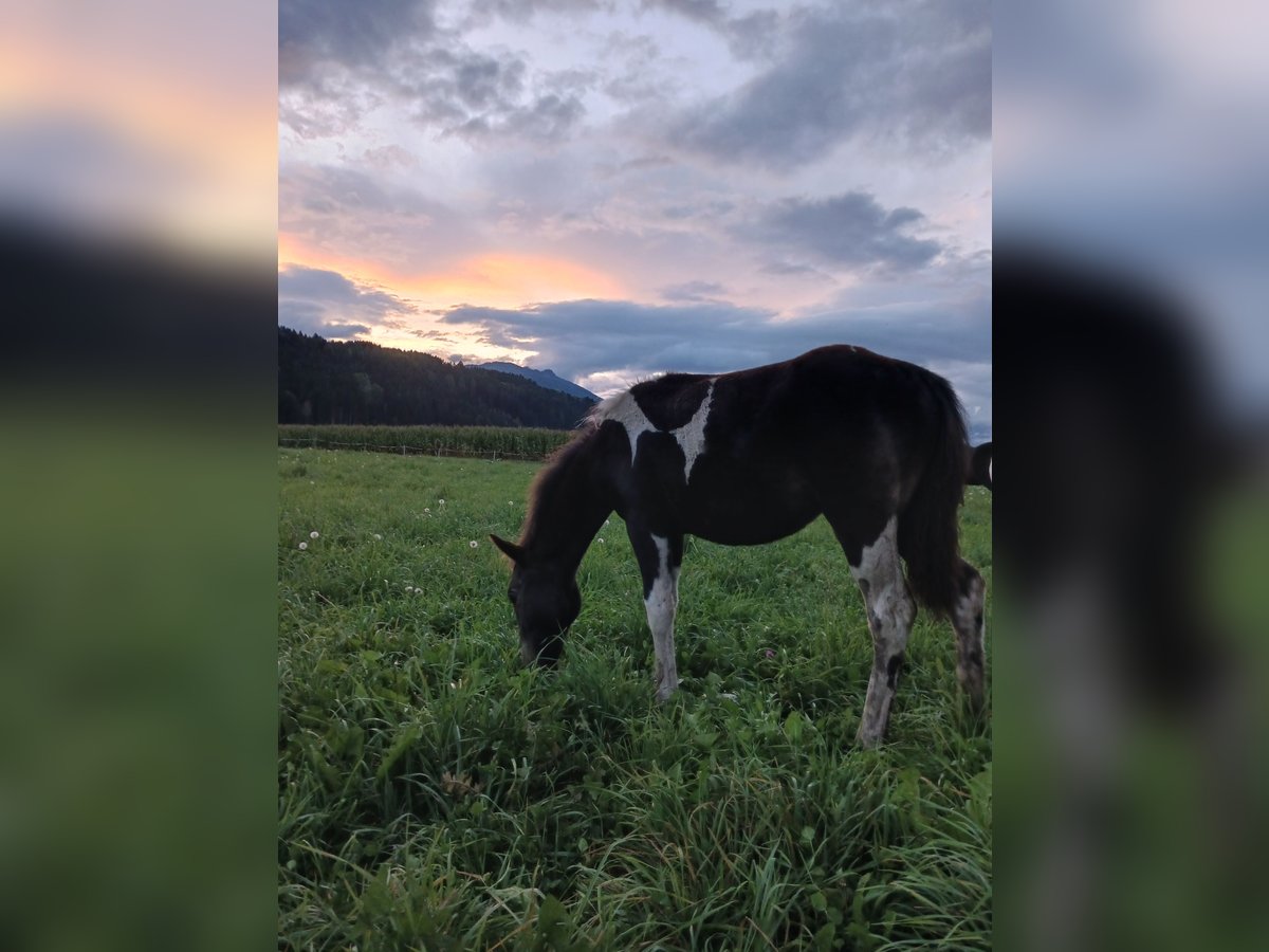 American Paint Horse Mix Mare Foal (04/2025) 15,1 hh Pinto in Paternion