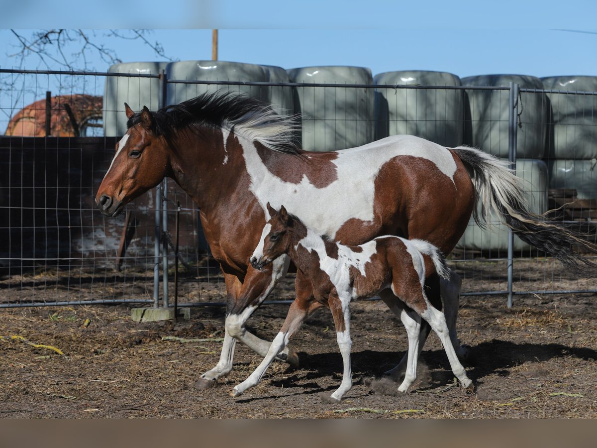 American Paint Horse Mix Mare Foal (04/2026) 15,1 hh Tobiano-all-colors in Dargen