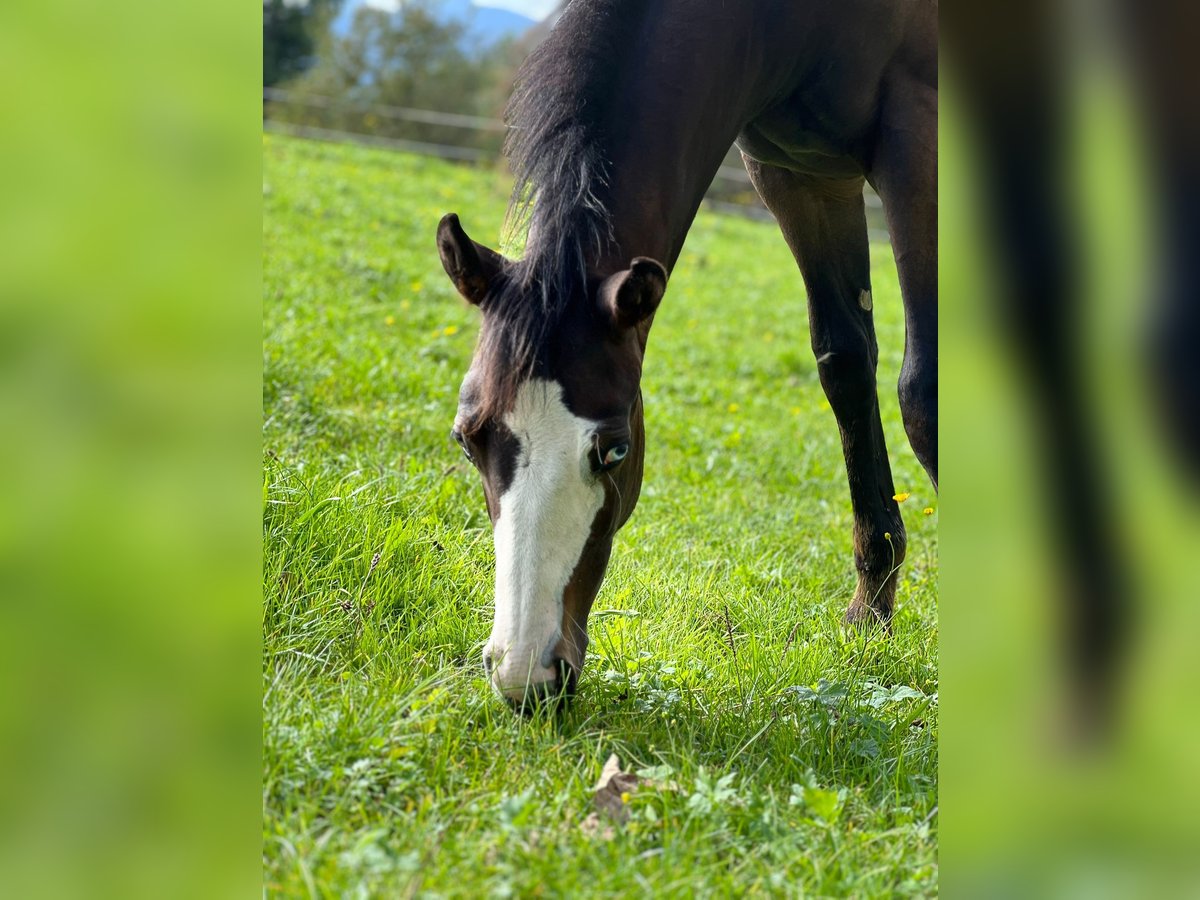 American Paint Horse Mare Foal (04/2025) 15,2 hh Bay-Dark in Rohrdorf