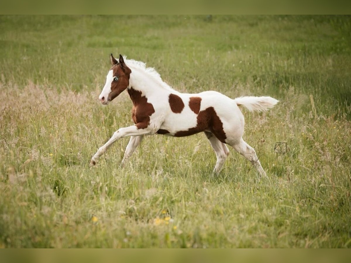 American Paint Horse Mare Foal (03/2026) Tovero-all-colors in Königsfeld im Schwarzwald