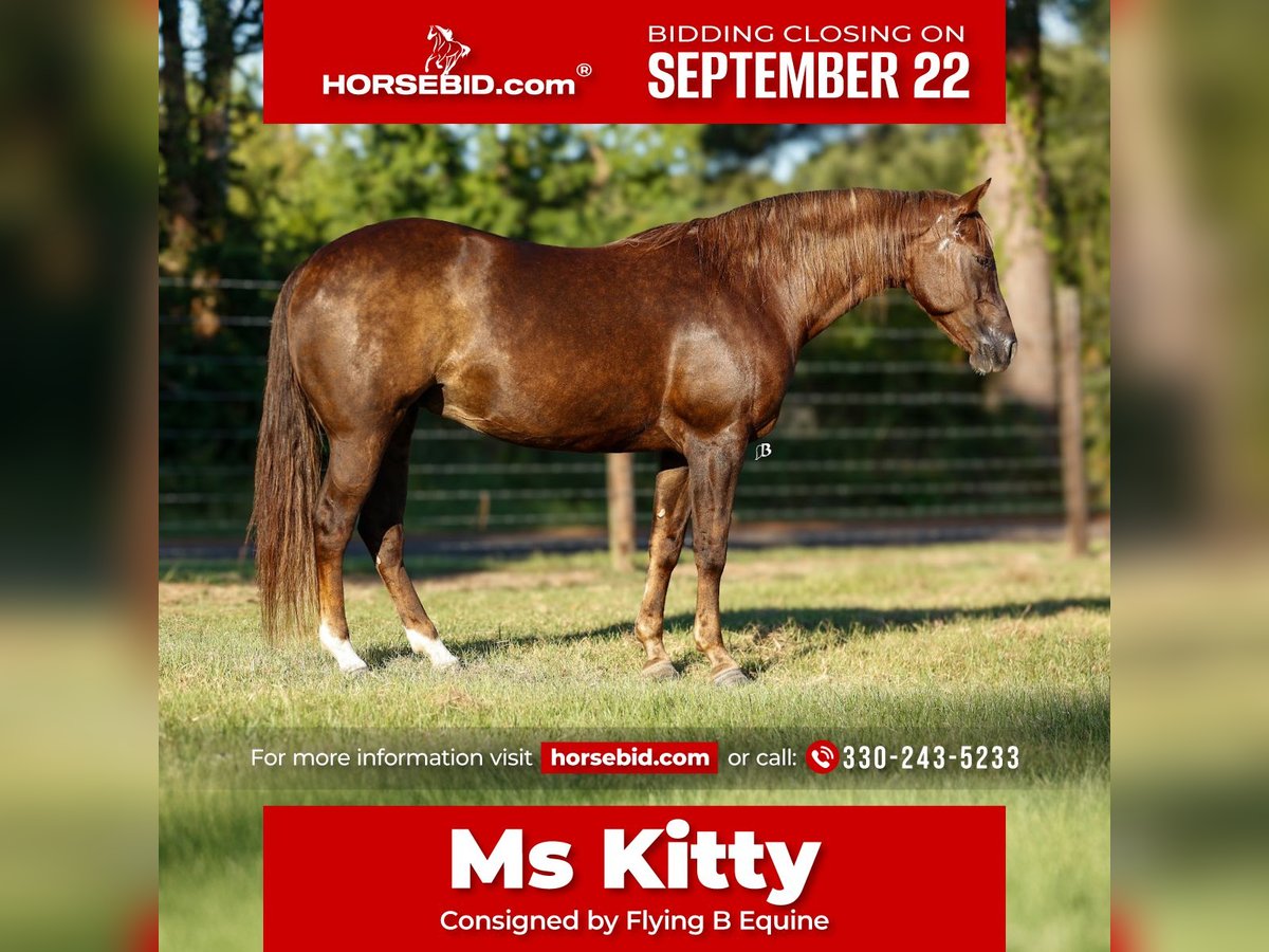 American Paint Horse Merrie 11 Jaar 152 cm Roodvos in Lufkin, TX