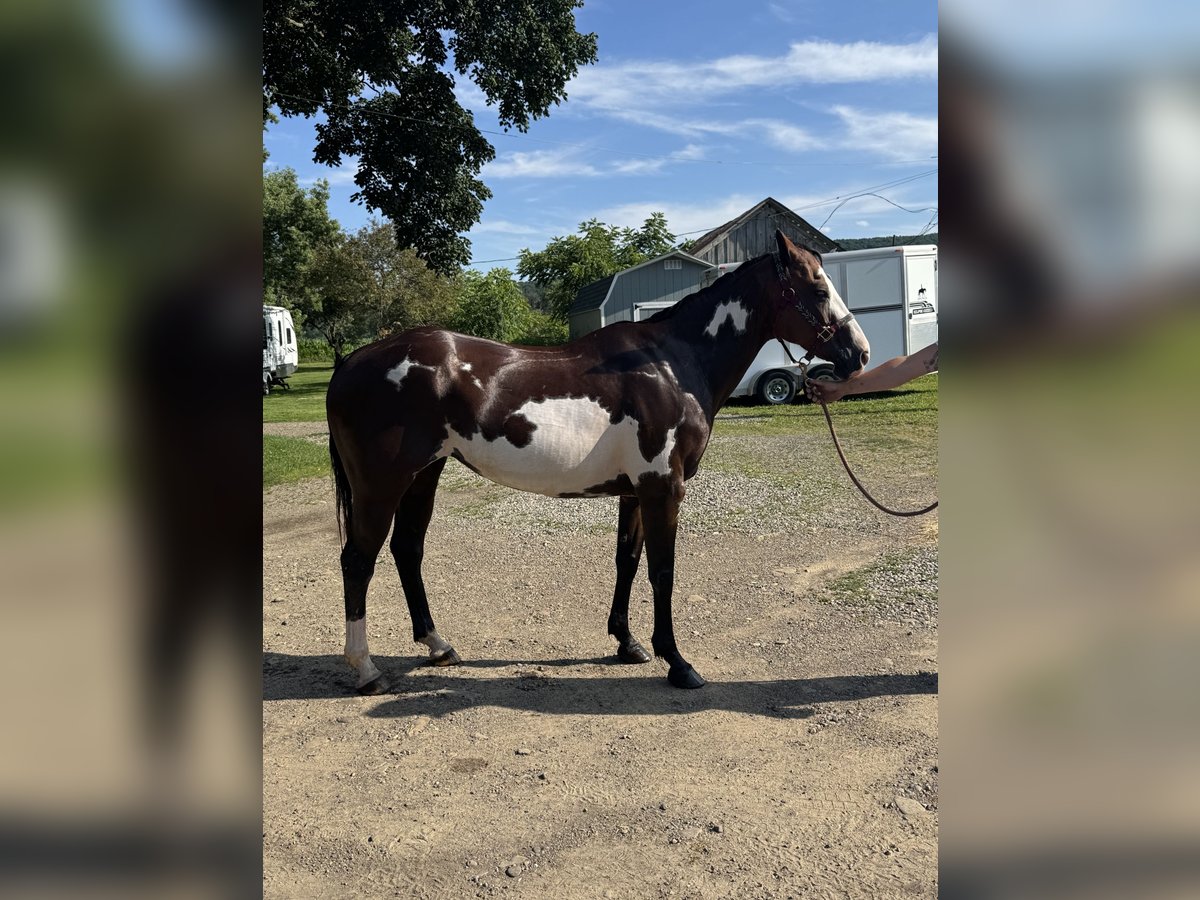 American Paint Horse Merrie 12 Jaar 152 cm Overo-alle-kleuren in Belmont