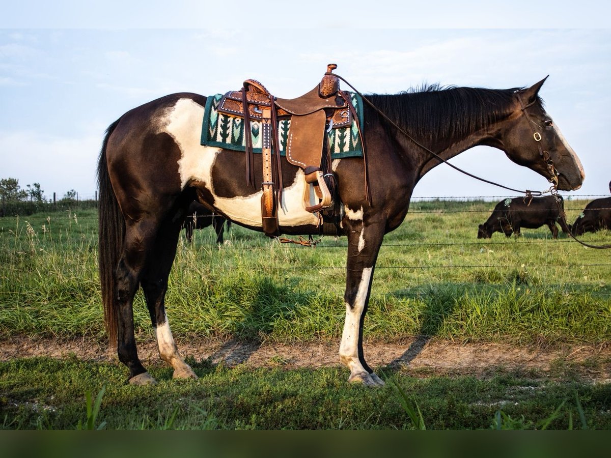 American Paint Horse Merrie 14 Jaar Gevlekt-paard in Battle Creek