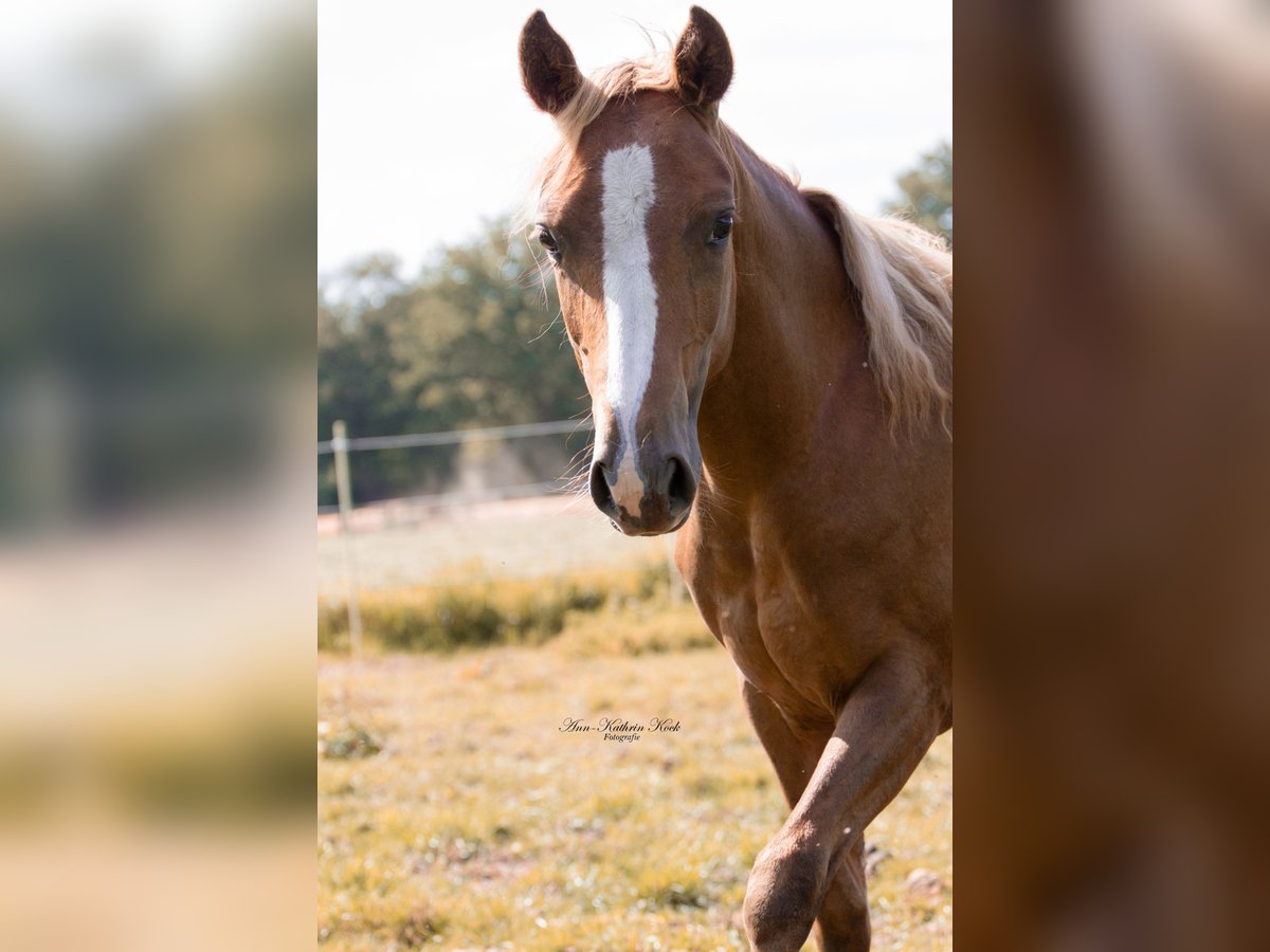 American Paint Horse Merrie 1 Jaar 152 cm Donkere-vos in Lahn