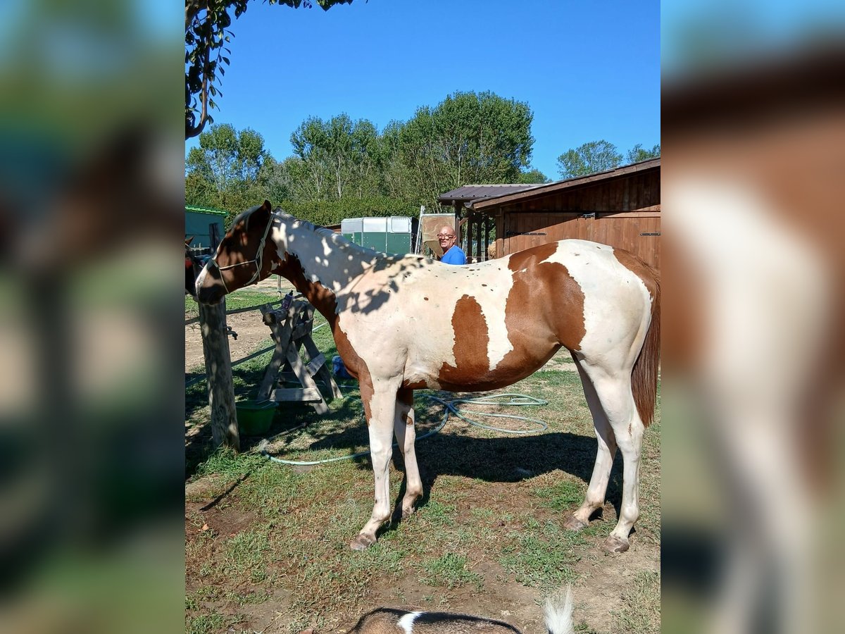 American Paint Horse Merrie 1 Jaar Tobiano-alle-kleuren in Incisa Scapaccino