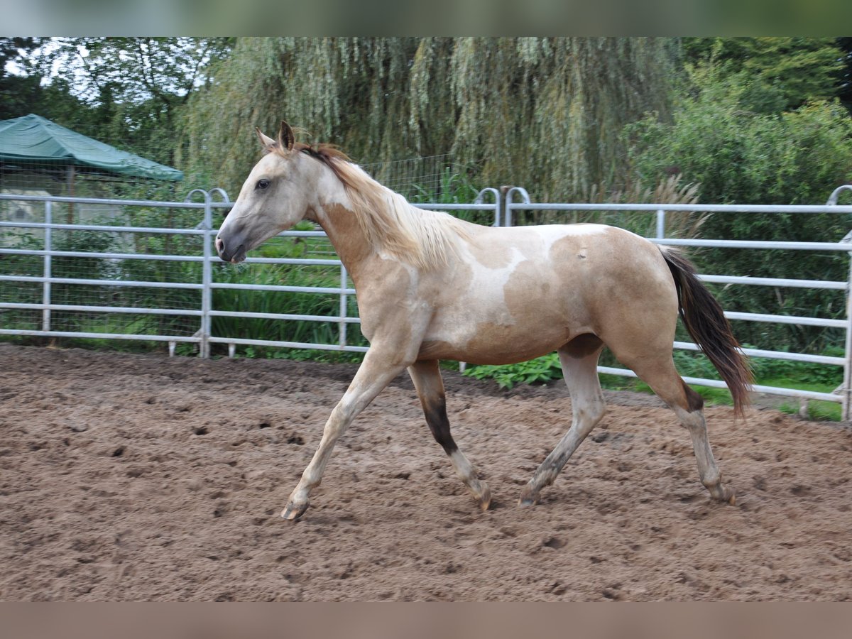 American Paint Horse Merrie 2 Jaar 150 cm Tobiano-alle-kleuren in B&#xFC;ckeburg Evesen