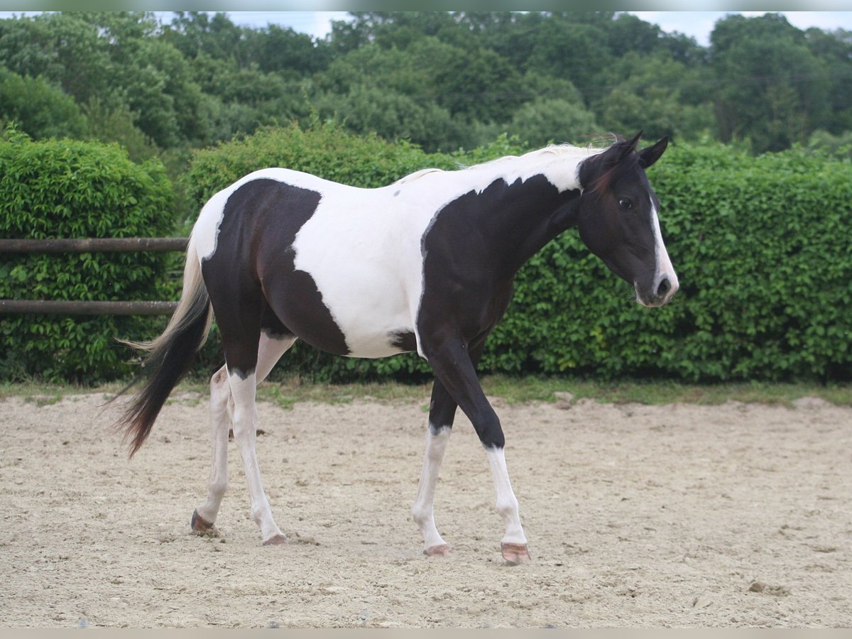 American Paint Horse Merrie 2 Jaar 150 cm in D&#xFC;sseldorf