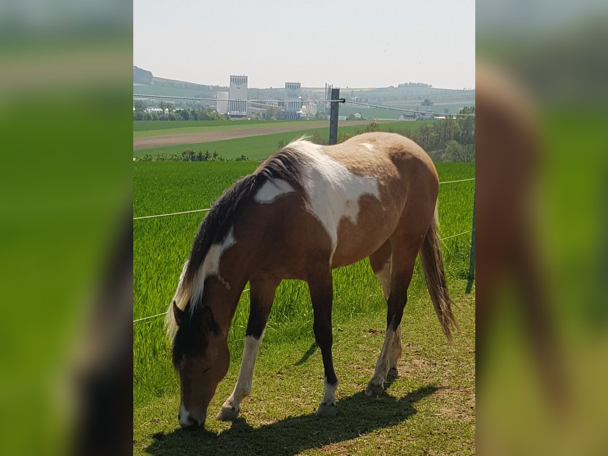 American Paint Horse Merrie 4 Jaar 145 cm Tobiano-alle-kleuren in Mistelbach
