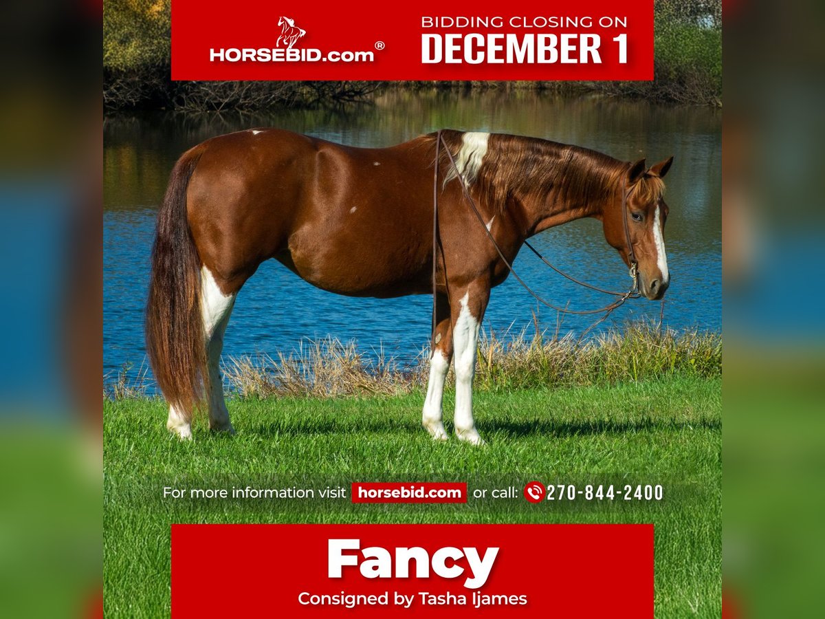 American Paint Horse Merrie 7 Jaar 150 cm Gevlekt-paard in Henderson