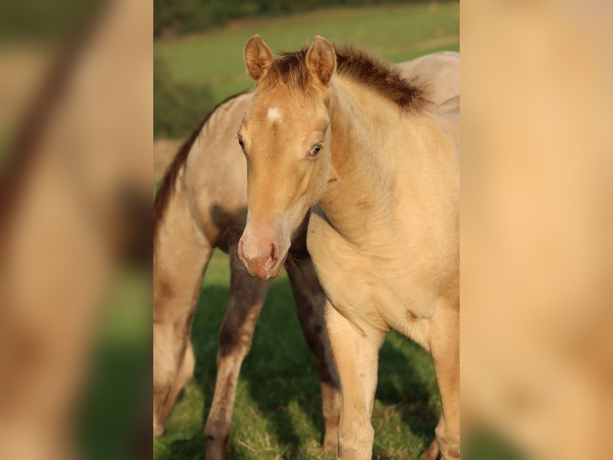 American Paint Horse Merrie Veulen (05/2025) 153 cm Champagne in Hellenthal