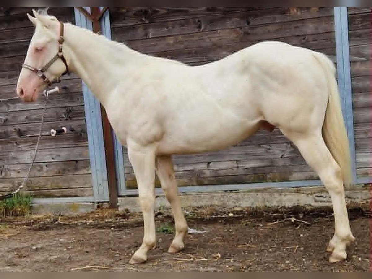American Paint Horse Ogier 1 Rok 150 cm Cremello in yzeure