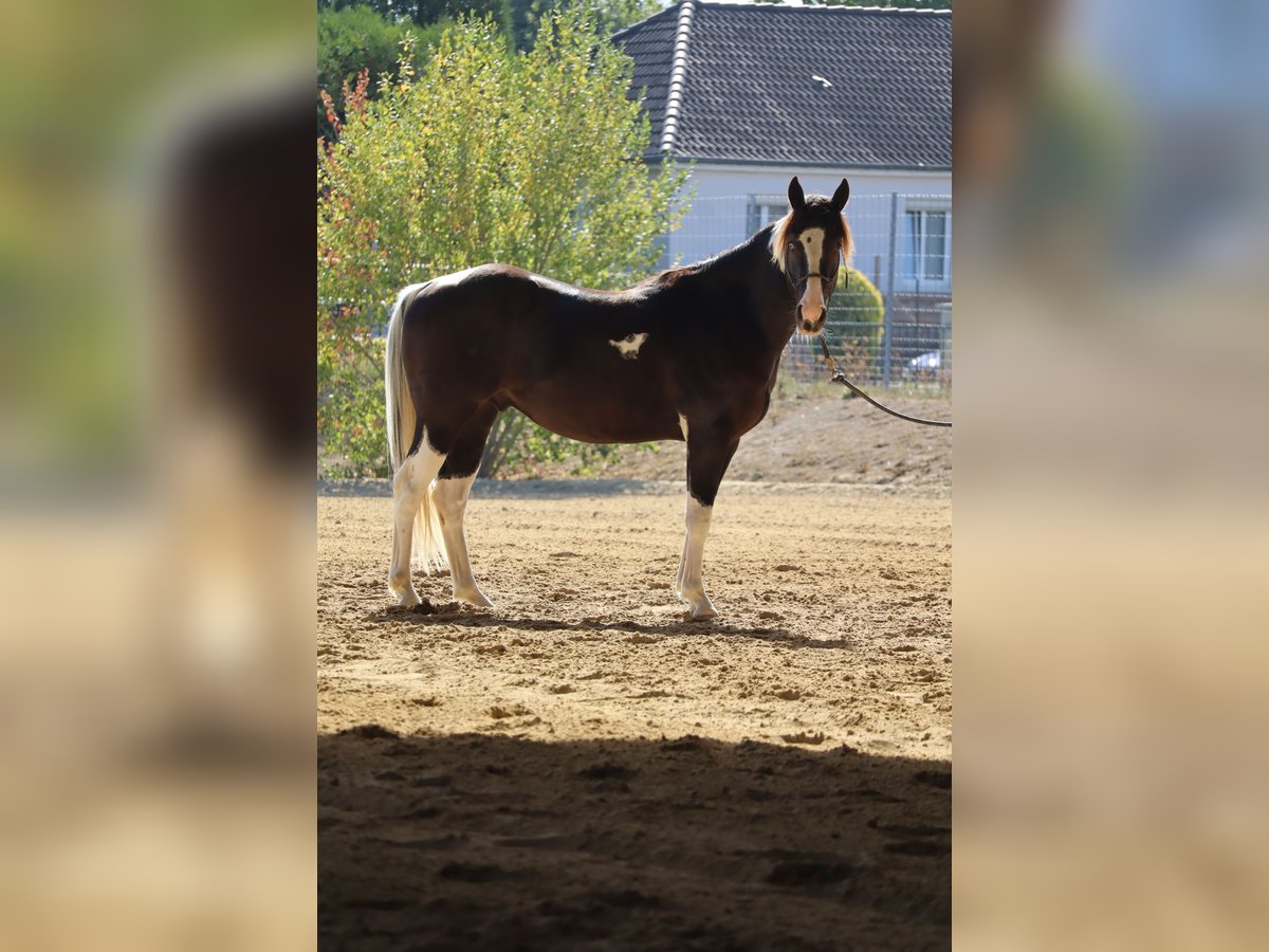 American Paint Horse Ogier 2 lat 143 cm Tobiano wszelkich maści in La porte du der