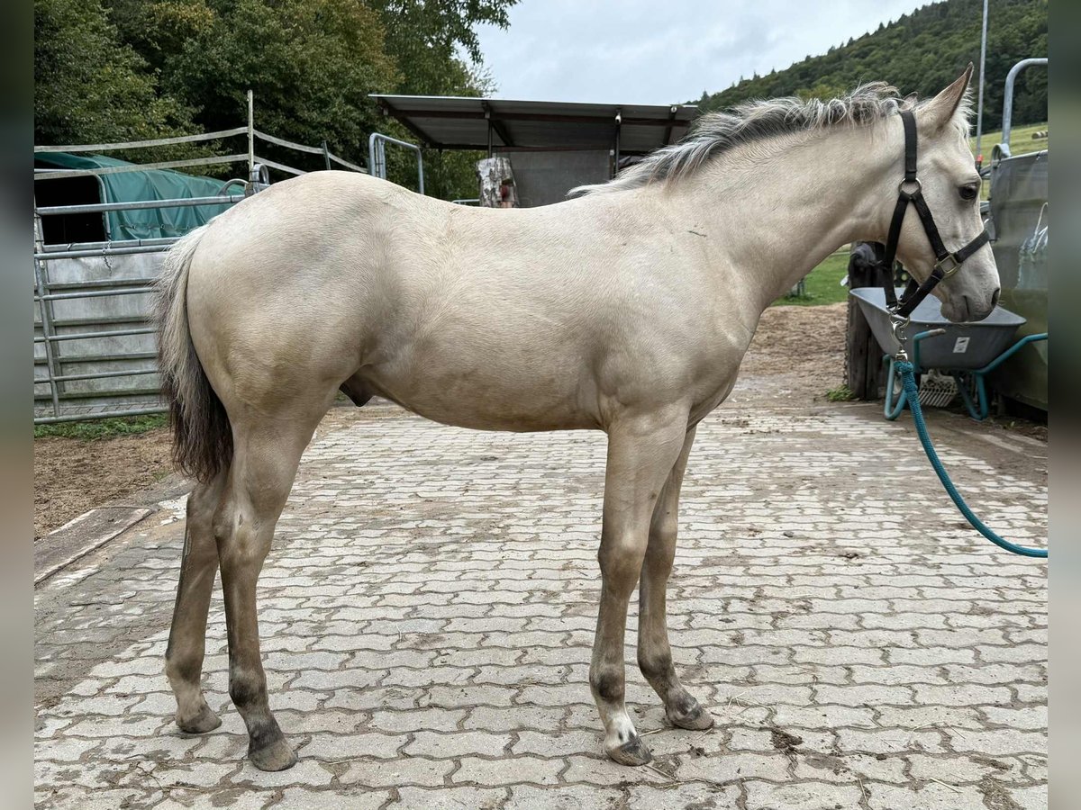 American Paint Horse Ogier Źrebak (05/2025) 145 cm Jelenia in Miltenberg