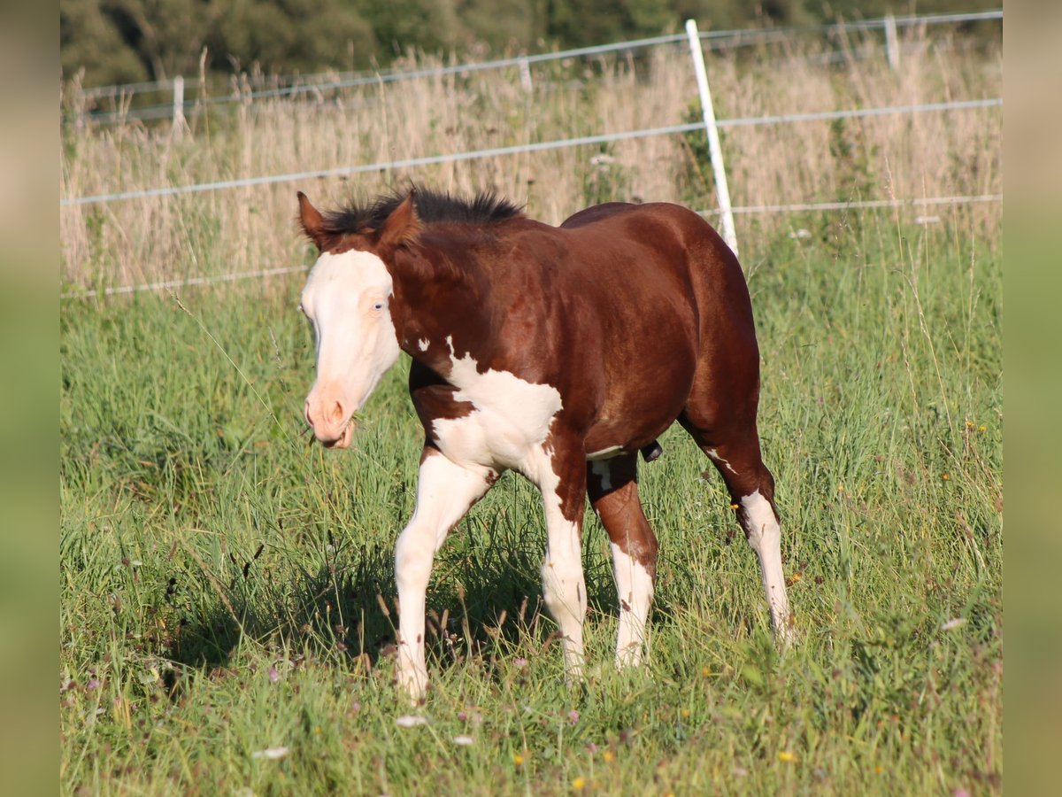 American Paint Horse Ogier Źrebak (04/2025) 150 cm Gniada in Bautzen