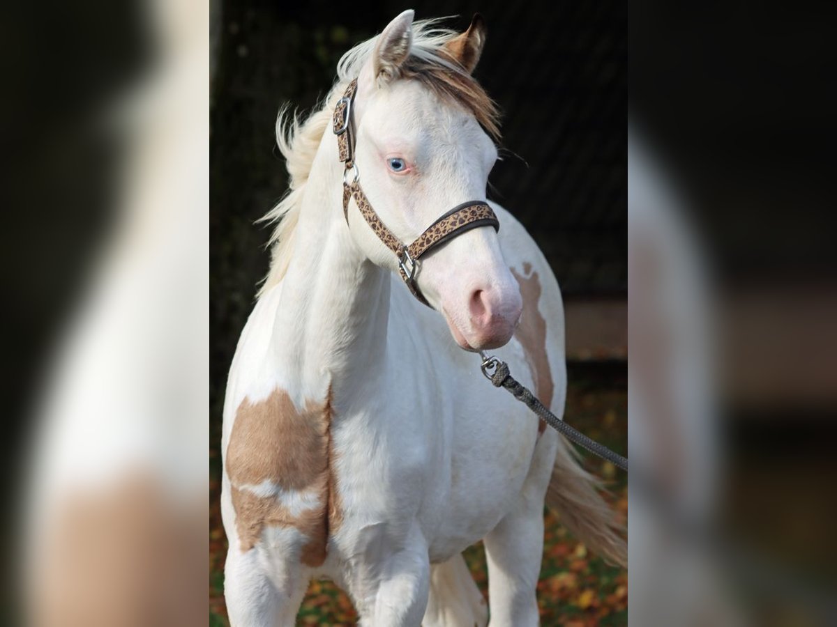 American Paint Horse Ogier Źrebak (03/2025) 150 cm Overo wszelkich maści in Hellenthal