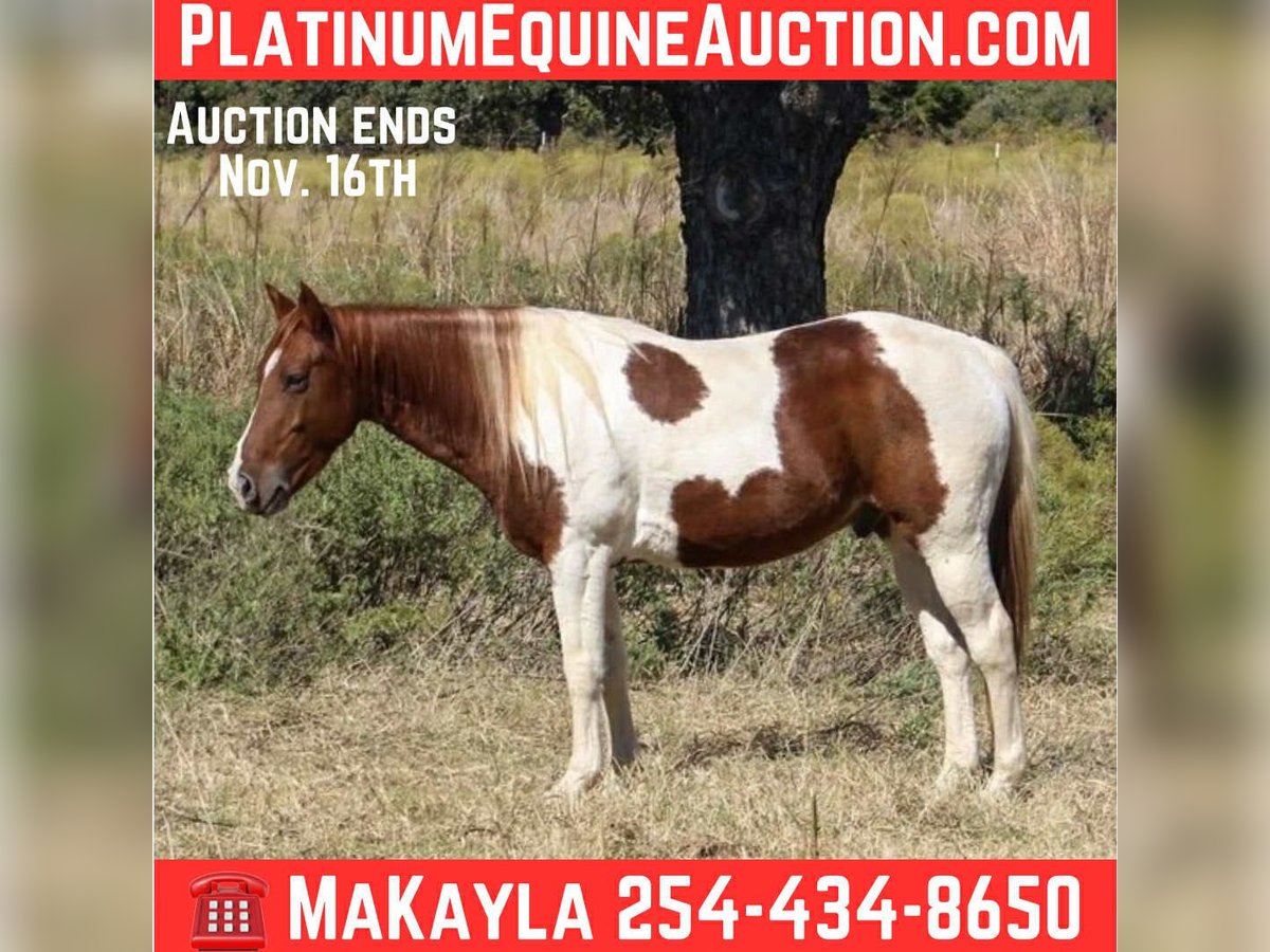 American Paint Horse Ruin 10 Jaar 142 cm Tobiano-alle-kleuren in Poolville KY