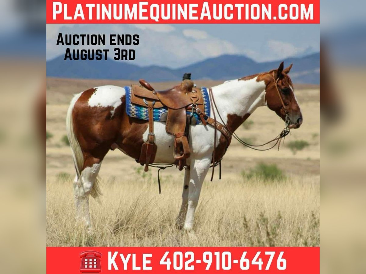 American Paint Horse Ruin 10 Jaar 155 cm Tobiano-alle-kleuren in Nogales AZ