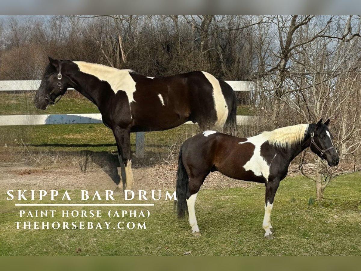 American Paint Horse Ruin 10 Jaar 157 cm Tobiano-alle-kleuren in Chaska, MN