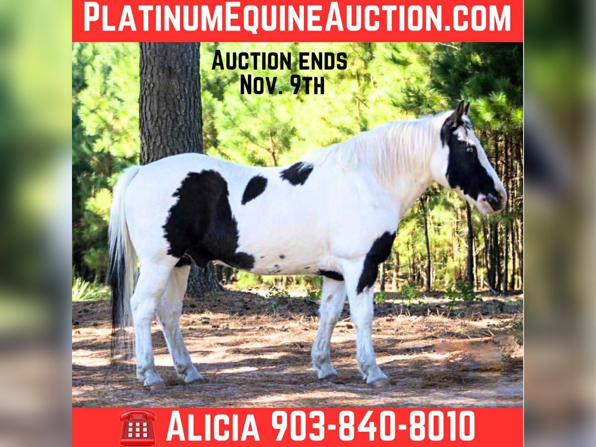 American Paint Horse Ruin 12 Jaar 132 cm Tobiano-alle-kleuren in Canton TX