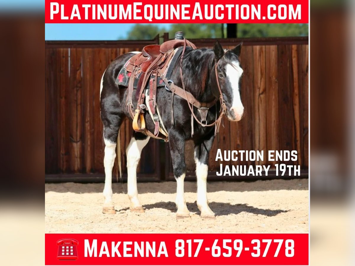 American Paint Horse Ruin 12 Jaar 150 cm Zwart in Lipan TX