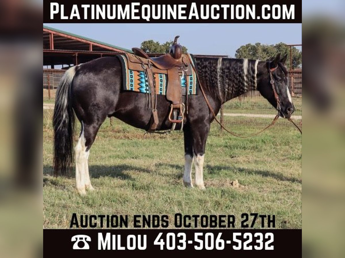 American Paint Horse Ruin 12 Jaar 160 cm Tobiano-alle-kleuren in Keene TX